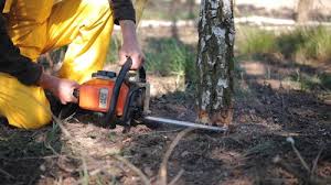 Best Arborist Consultation Services  in Los Banos, CA