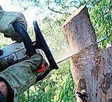 Best Leaf Removal  in Los Banos, CA
