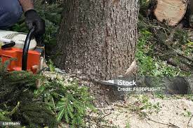 Los Banos, CA Tree Care Company