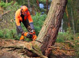 How Our Tree Care Process Works  in  Los Banos, CA