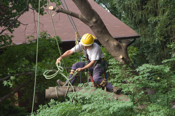 Reliable Los Banos, CA Tree Care Solutions