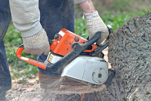 How Our Tree Care Process Works  in  Los Banos, CA