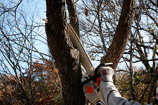 Best Lawn Watering Services  in Los Banos, CA