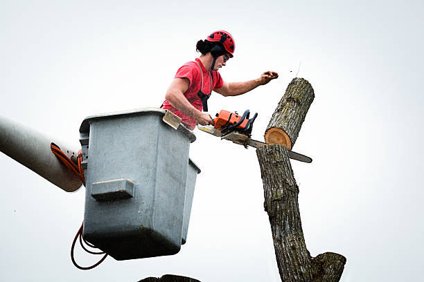 Best Aeration Services  in Los Banos, CA