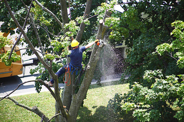 Best Lawn Disease Treatment  in Los Banos, CA