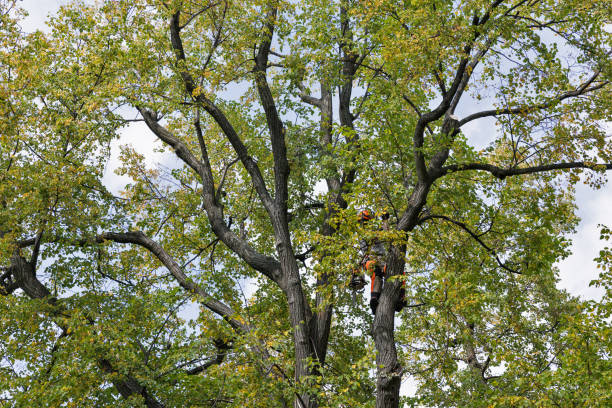 Best Tree Removal  in Los Banos, CA